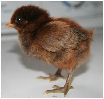 Image for - Phenotypic Characterization of Indian Naked Neck Chicken Under Tropical Climatic Conditions