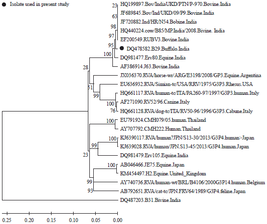 Image for - Genetic Characterization of an Emerging G3P[3] Rotavirus Genotype in Buffalo Calves, India