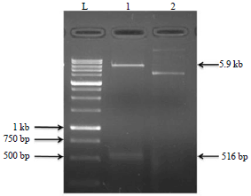 Image for - Sequence Characterization of Baculoviral Inhibitor of Apoptosis Repeat Containing 5 (BIRC 5) Gene from a Case of Canine Mammary Tumour
