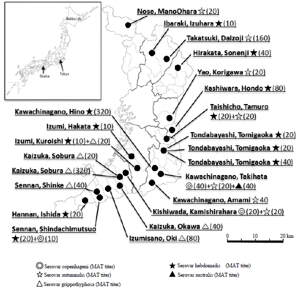 Image for - A Serological Survey of Leptospira spp., Antibodies in Wild Raccoons (Procyon lotor) in Osaka, Japan