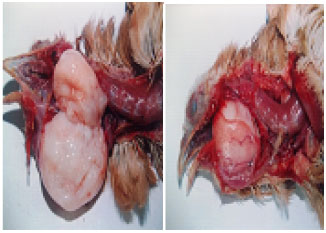 Image for - Histopathological and Serological Diagnosis of Avian Reticuloendotheliosis in Cross-bred Chicken Farms in Delta Egypt