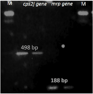 Image for - Phenotypic and Genotypic Characterization of Streptococcus suis Isolated from Pigs in Papua