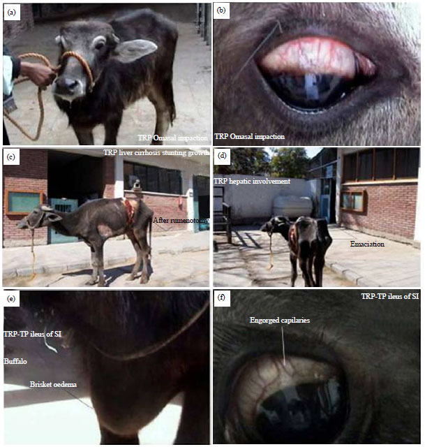 Image for - Diagnostic Significance of Ultrasonography in Complicated Traumatic Reticuloperitonitis in Egyptian Buffaloes (Bubalus bubalis)