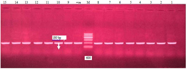 Image for - Genetic Variation among Avian Pathogenic E. coli Strains Isolated from Broiler Chickens