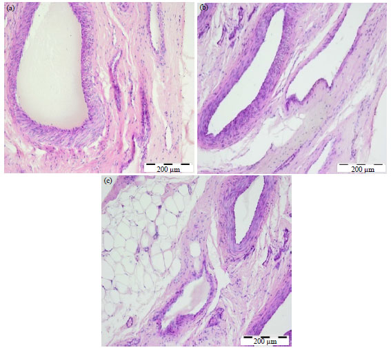 Image for - Testicular Morphometry and Histology of Rabbit Bucks Supplemented with Iodine in Drinking Water