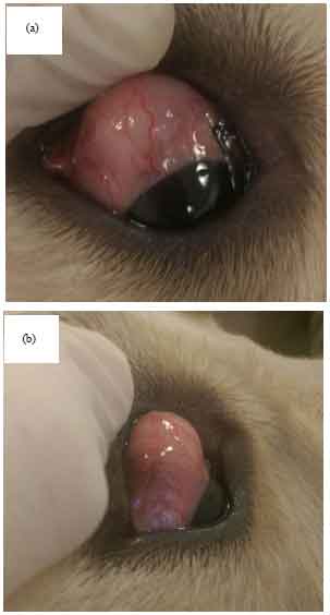 Image for - First Report of Canine Episcleritis in a Golden Retriever in Azerbaijan