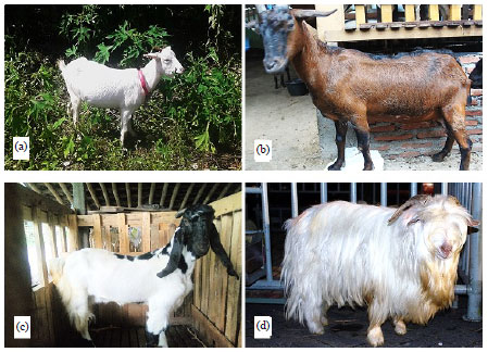 Image for - Copy Number Variation of Agouti Signaling Protein (ASIP) Fragment and its Relationship with Coat Color in Indonesian Goat Breeds