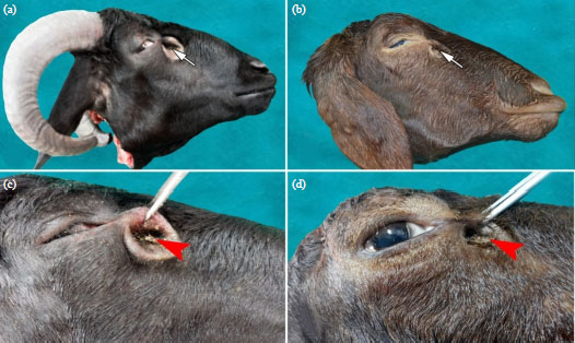 Image for - Morphological, Histochemical and Morphometric Studies of the Preorbital Gland of Adult Male and Female Egyptian Native Breeds of Sheep (Ovis aries)