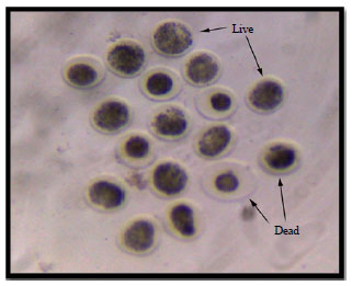 Image for - Effect of Cryoprotective Solutions, Ethylene Glycol, Dimethyle-sulfoxide and Ficoll 70 with Different Combination Ratios on Vitrification of Bovine Oocytes and Embryos Produced in vitro