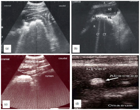 Image for - Current Status and Prospect of Ultrasonographic Application in Buffaloes