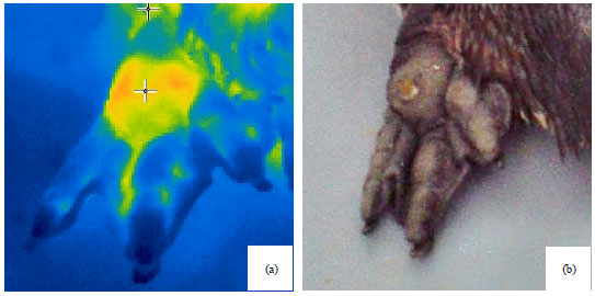 Image for - Plantar Thermographic Evaluation After Short-term Whole Body Vibration in Magellanic Penguins with and without Bumblefoot