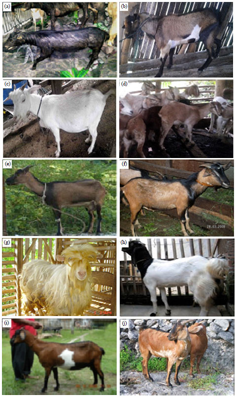 Image for - Molecular Phylogenetic of Hutan Sumatera Goat (Sumatran Serow) and Domestic Goat (Capra hircus) in Indonesia Based on Analysis Mitochondrial Cytochrome b Gene