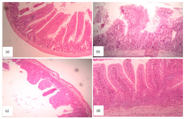Image for - Investigation of Simvastatin on Micro and Macro Element Levelsin Intestinal Tissue for During Early Phase of Sepsis