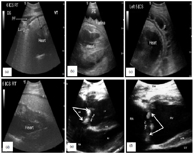 Image for - Current Status and Prospect of Ultrasonographic Application in Buffaloes