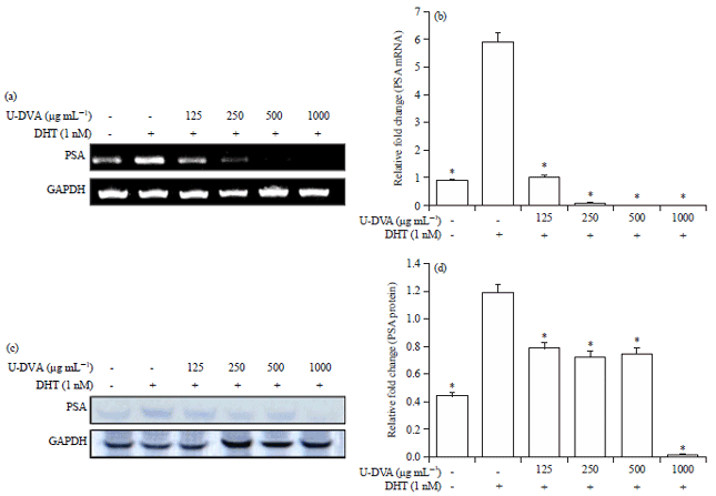 Image for - Effect of Sika Deer (Cervus nippon) Velvet Antler on Prostate-specific Antigen Levels and Migration of LNCaP Human Prostate Cancer Cells