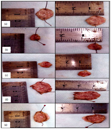 Image for - Evaluation of Experimental Gastric Endoscopic Mucosal Resection (EMR) in Dogs