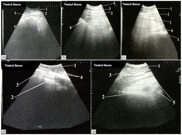 Image for - Laboratory, Radiographic and Ultrasonographic Findings of AcuteTraumatic Reticuloperitonitis in Buffaloes (Bubalus bubalis)