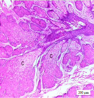 Image for - Morphological, Histochemical and Morphometric Studies of the Preorbital Gland of Adult Male and Female Egyptian Native Breeds of Sheep (Ovis aries)