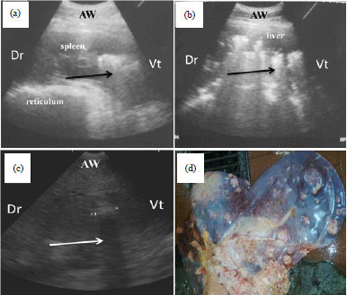 Image for - Efficacy of Ultrasound in Diagnosis and Management of Internal Abscessations in Egyptian Buffaloes (Bubalus Bubalis)