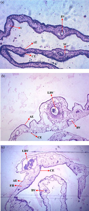 Image for - Molybdenum Salts Possess Potent Angiogenic Modulatory Properties: Validation on Chorioallantoic Membrane (CAM) of Chicken