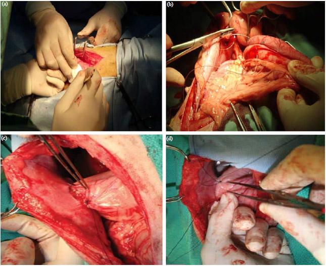 Image for - Incisional and Laparoscopy Gastropexy for Prevention of Gastric Dilatation-volvulus (GDV) in Dogs