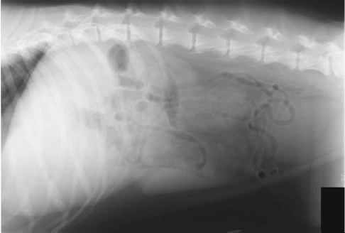 Image for - Sonography of Polypoid Lesions of the Gallbladder in Dog