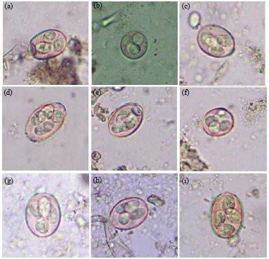 Image for - Prevalence of Gastrointestinal Parasites in Black Goats in Liangshan Prefecture, Southwest China