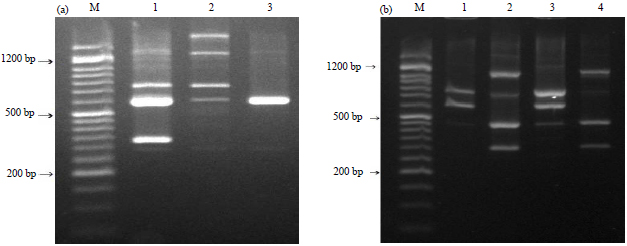 Image for - Molecular Characterization of Isolated Mannheimia haemolytica and Pasteurella multocida from Infected Sheep and Goats Using RAPD and ERIC Markers