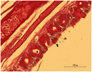 Image for - Morphology of the Tracheal Epithelium in the Quail (Coturnix coturnix japonica)