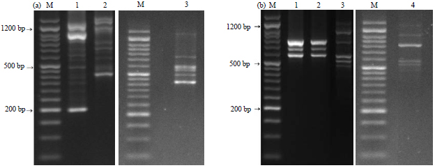 Image for - Molecular Characterization of Isolated Mannheimia haemolytica and Pasteurella multocida from Infected Sheep and Goats Using RAPD and ERIC Markers