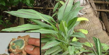Image for - Treatment of Tuberculosis using Ethno-medicinal Plants of Amarkantak Region