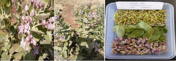 Image for - Treatment of Tuberculosis using Ethno-medicinal Plants of Amarkantak Region