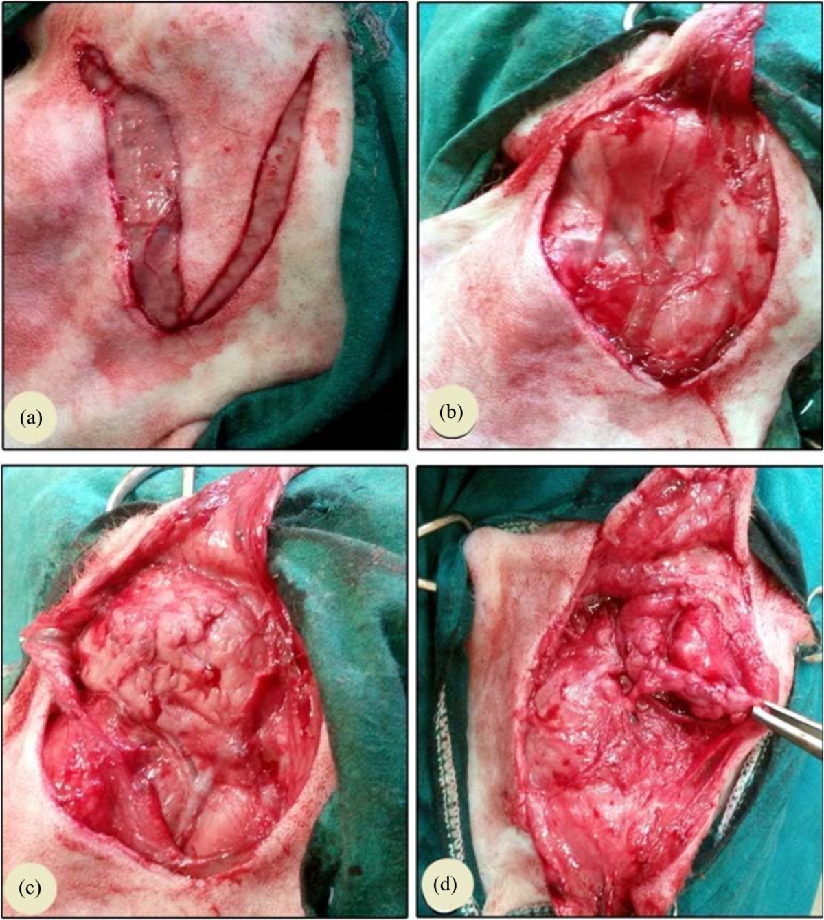 Image for - New Trends in Parotidectomy to Improve Surgical Outcomes in Dogs