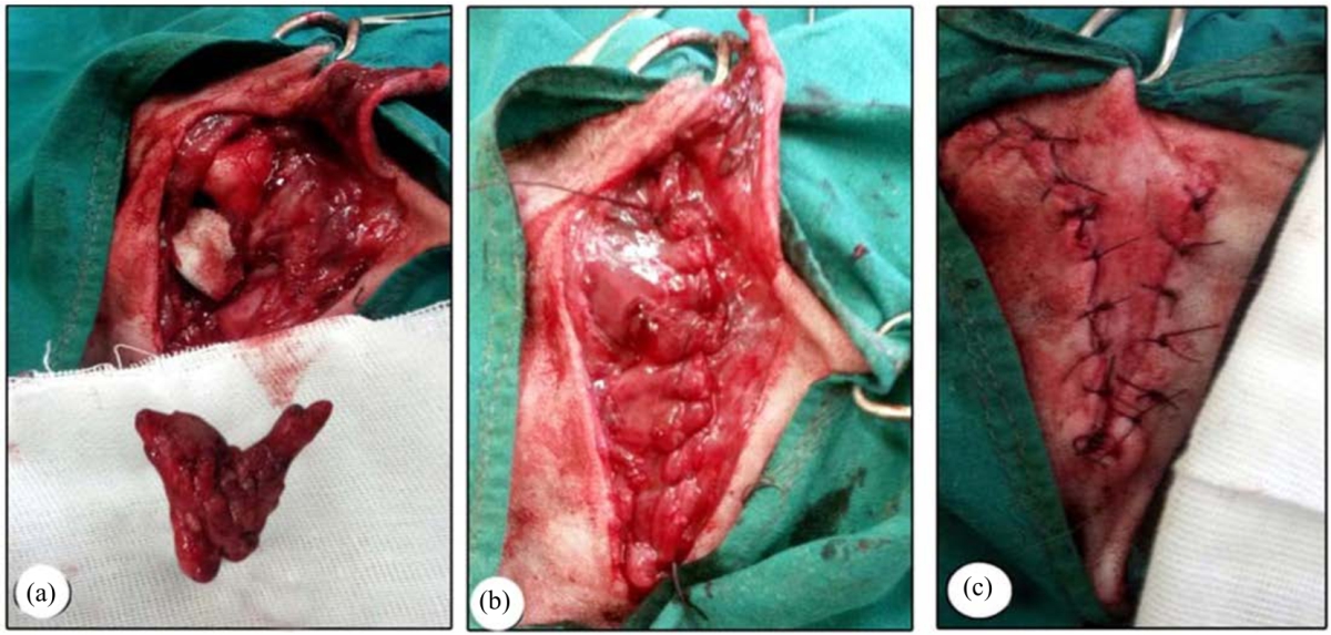 Image for - New Trends in Parotidectomy to Improve Surgical Outcomes in Dogs