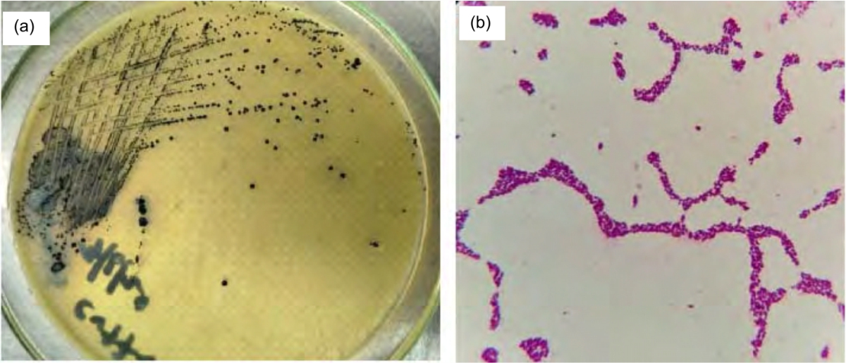 Image for - A Report on Staphylococcus sciuri Associated Pneumonia and Septicemic Shock in Grasscutters (Thryonomys swinderianus)