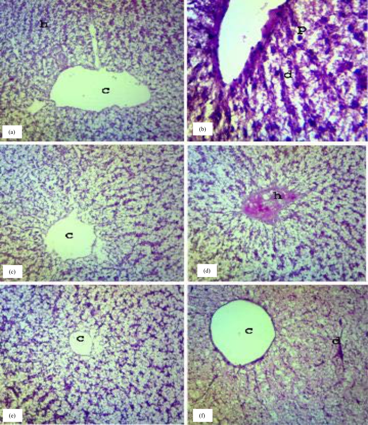 Image for - Protective Role of Vitamin C and Thyme Extract (Thymus vulgaris) on Chromium-Induced Toxicity in Catfish (Clarias gariepinus)