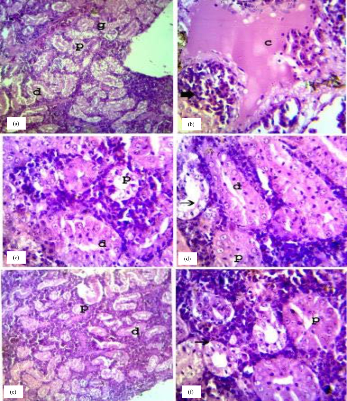 Image for - Protective Role of Vitamin C and Thyme Extract (Thymus vulgaris) on Chromium-Induced Toxicity in Catfish (Clarias gariepinus)