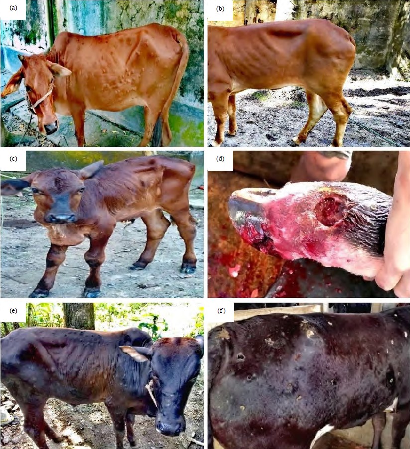 Image for - Clinico-Epidemiological Features of Lumpy Skin Disease Affecting Cattle in Bangladesh