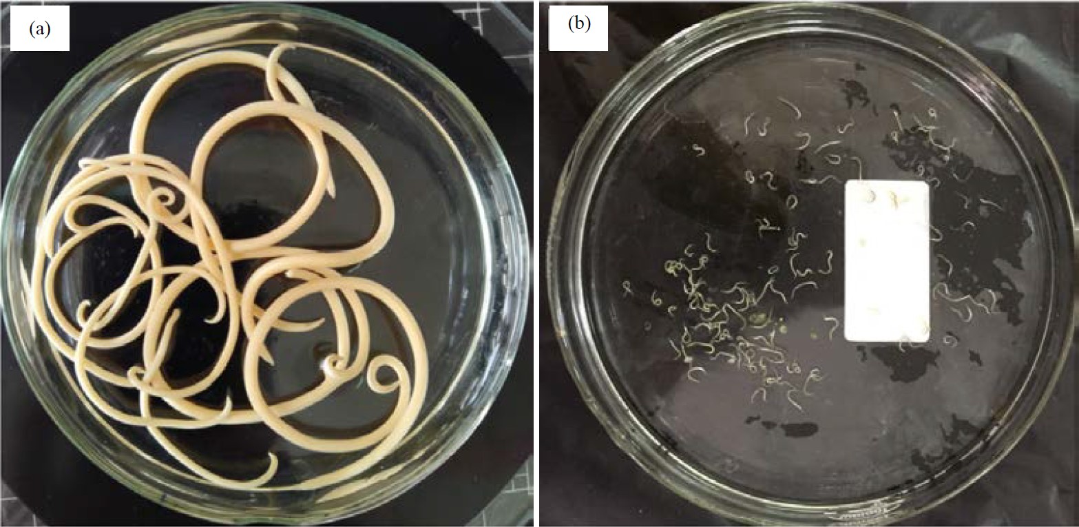 Anthelmintic Effects of Betel Nut (Areca catechu) Extracts on