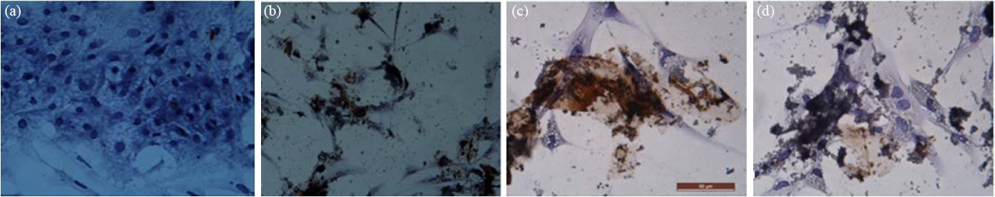 Image for - Pathogenicity, Histological and Molecular Characterization of Fowl Adenovirus 8b Propagated in Eggs and Chicken Embryo Liver Cells in a Bioreactor