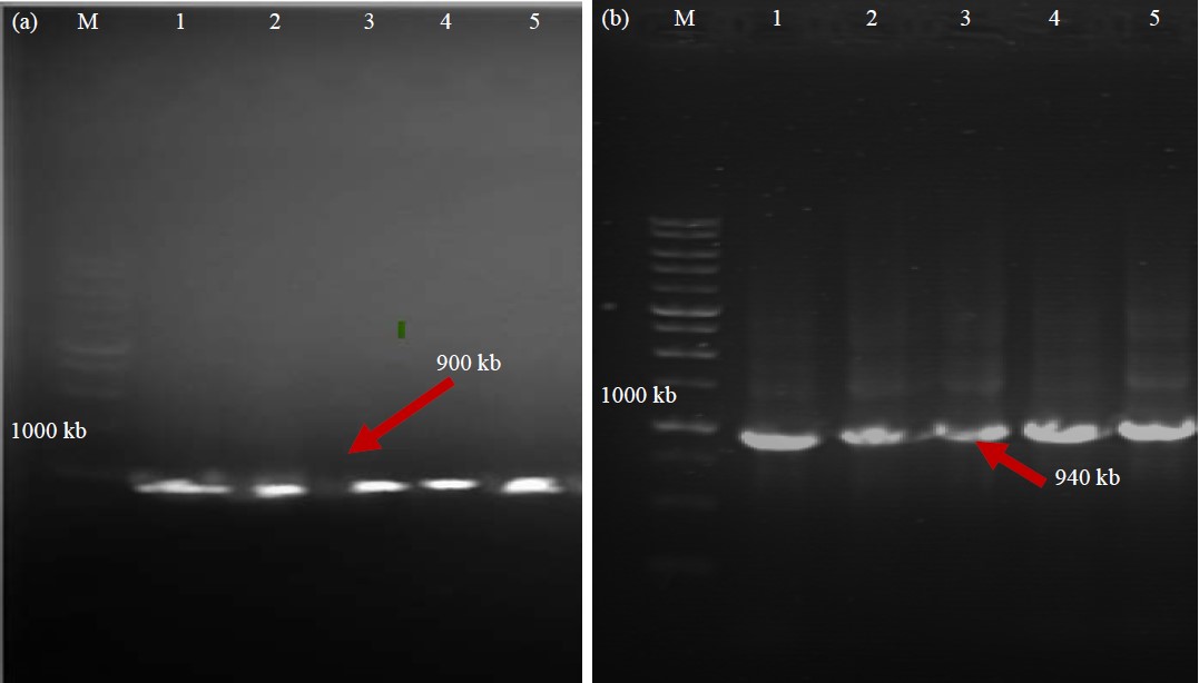 Image for - Pathogenicity, Histological and Molecular Characterization of Fowl Adenovirus 8b Propagated in Eggs and Chicken Embryo Liver Cells in a Bioreactor