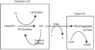 Image for - Nitric Oxide: Role in Biological System