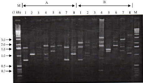 Image for - Effect of Cassia hirsuta (L.) Extract on DNA Profile of Some Microorganisms