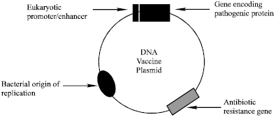 Image for - An Overview of Biochemical Aspects of DNA Vaccines