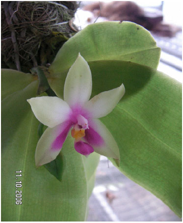 Image for - Biochemical Analyses of Phalaenopsis violacea Orchids