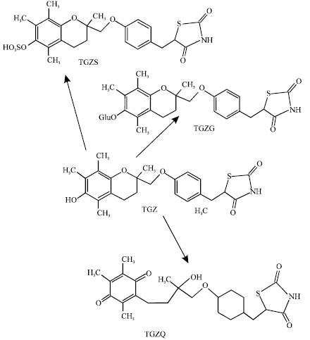 Image for - Molecular Modelling Analysis of the Metabolism of Troglitazone