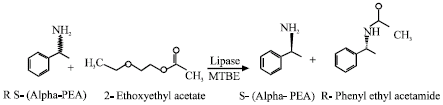 Image for - Lipase Catalysed Enantioselective Amidation of α-phenylethylamine