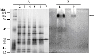 Image for - Isolation and Characterization of a Soluble Phosphate Hydrolysing Activity from an in vitro Coffee Cell Line Grown in the Presence of Aluminum