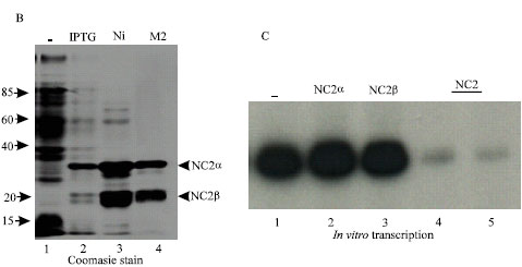 Image for - A Simple Protocol for the Expression and Purification of NC2