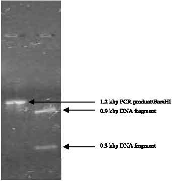 Image for - Cloning, Purification, Characterization and Immobilization of L-asparaginase II from E. coli W3110